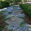 Perennial remontant ground cover