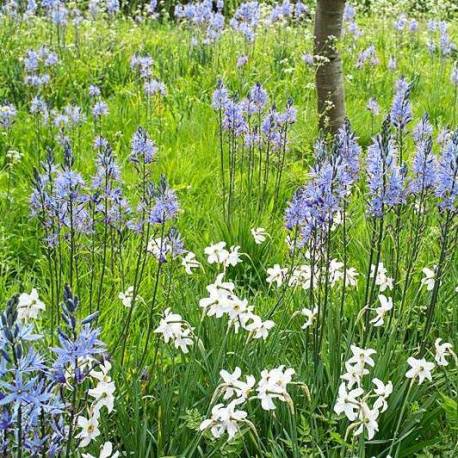 Wild light blue spring flowers