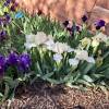 Dwarf irises