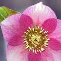 Helleborus or. 'Anemone Pink'