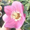 Helleborus or. 'Anemone Pink'