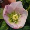 Helleborus or. 'Anemone Pink'