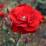 Rosa 'La rossa'