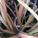 Phormium tenax 'Jester'