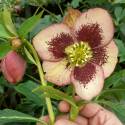 Helleborus orientalis 'Apricot'