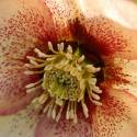 Helleborus orientalis 'Apricot'