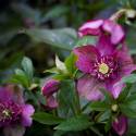 Helleborus 'Tutu'