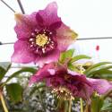 Helleborus 'Tutu'