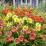 Hemerocallis varietà