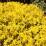 Sedum acre 'Yellow Queen'