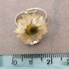 Ring with real bellis (daisy) flower