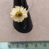 Ring with real bellis (daisy) flower