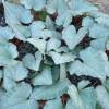 Cyclamen hederifolium 'Silver Leaf'