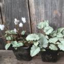 Cyclamen hederifolium 'Silver Leaf'