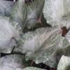 Cyclamen hederifolium 'Silver Leaf'