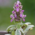 Stachys byzantina 'Silky Fleece'