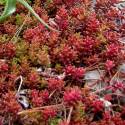 Sedum album 'Coral Carpet'