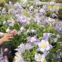 Aquilegia caerulea ‘Heavenly Blue’