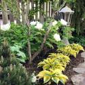 Hosta 'Autumn Frost'