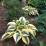 Hosta 'Autumn Frost'