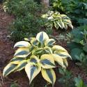 Hosta 'Autumn Frost'