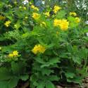 Chelidonium majus 'Flore Pleno'