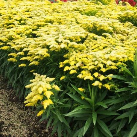 Solidago canadensis 'Sweety'