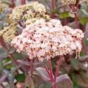 Sedum 'Crazy Ruffles'