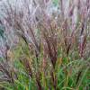 Miscanthus 'Cute One'