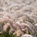 Pennisetum orientale 'JS Dance With Me'