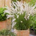 Pennisetum orientale 'JS Dance With Me'