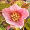 Helleborus 'Anemone Pink Spotted'