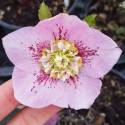 Helleborus 'Anemone Pink Spotted'