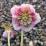 Helleborus 'Anemone Pink Spotted'