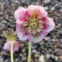 Helleborus 'Anemone Pink Spotted'