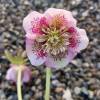 Helleborus 'Anemone Pink Spotted'