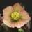 Helleborus 'Peach'