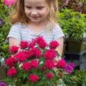 Monarda didyma 'Pocahontas Red Rose'