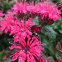 Monarda didyma 'Pocahontas Red Rose'