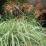 Miscanthus sinensis 'Cabaret'