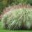 Miscanthus sinensis 'Variegatus'