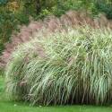 Miscanthus sinensis 'Variegatus'