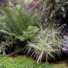 Carex phyllocephala ‘Spark Plug’ 