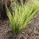 Miscanthus sinensis 'Gold Bar'