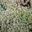 Sedum hispanicum