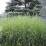 Miscanthus sinensis 'Strictus' (sin. 'Zebrinus')