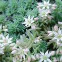 Sedum hispanicum