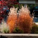 Miscanthus sinensis 'Purpurascens'