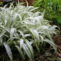 Carex siderosticha 'Shiro'