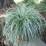 Carex oshimensis 'Everest'